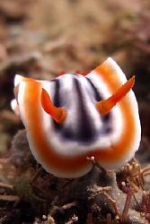 Another nudi. Casio exilim z 1200 by Andrew Macleod 